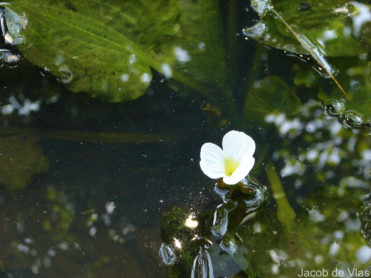 Ottelia alismoides (L.) Pers.